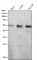 Anti-Caspase-8 CASP8 Rabbit Monoclonal Antibody